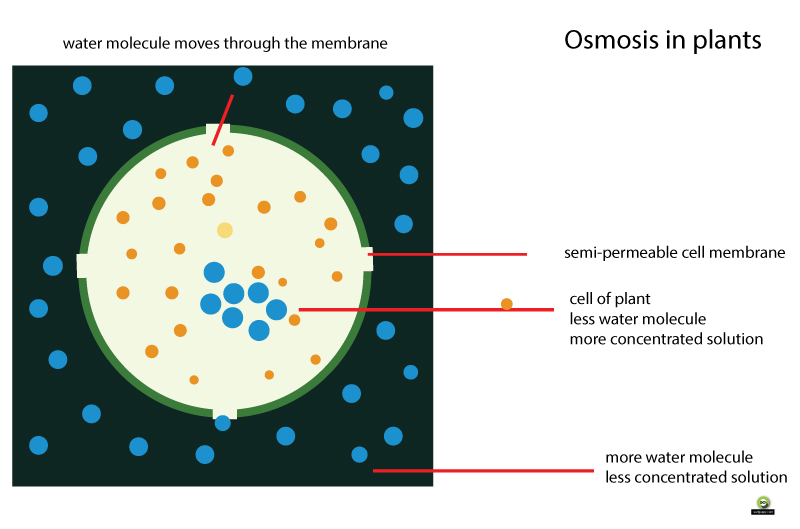 Osmotic Pressure Surfguppy Chemistry made easy visual learning